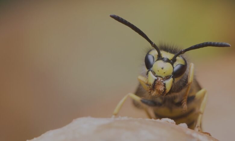 Wasp Exterminators