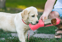 The 3 in 1 Portable Dog Water Bottle: A Smart Companion for Pet Owners