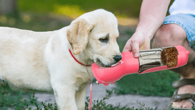 The 3 in 1 Portable Dog Water Bottle: A Smart Companion for Pet Owners