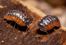 Beyond The Clean Up Crew: How To Pick Isopods For Your Bioactive Vision    