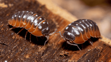 Beyond The Clean Up Crew: How To Pick Isopods For Your Bioactive Vision    