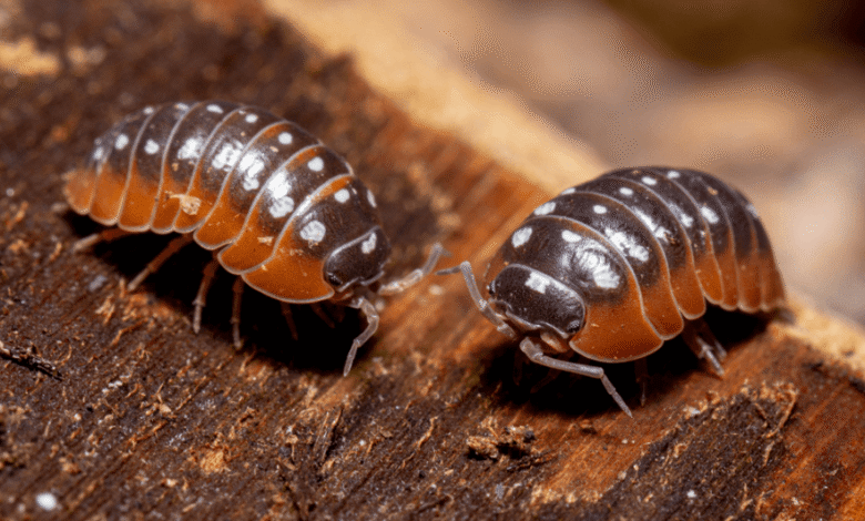 Beyond The Clean Up Crew: How To Pick Isopods For Your Bioactive Vision