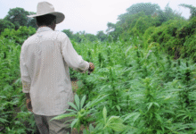 The Green Revolution of Dispensary Cannabis