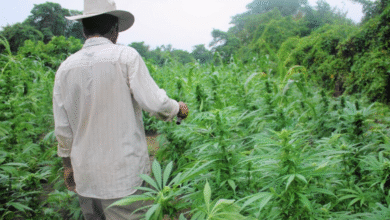 The Green Revolution of Dispensary Cannabis