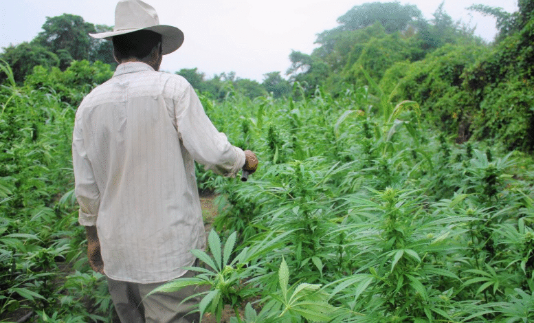 The Green Revolution of Dispensary Cannabis