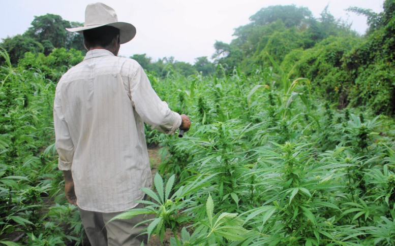 The Green Revolution of Dispensary Cannabis