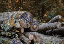 observing listed number logs